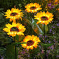 🌻65K+ SOLD!🔥LuminaBloom™ Solar Sunflower Garden Stake Lights 🌻 | Waterproof 🌧️ | No Wiring💡